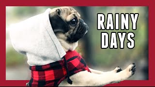 Rainy Days  Doug the Pug [upl. by Kristof]