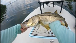 Fishing Tampa Bay for Dock Snook [upl. by Grenier461]