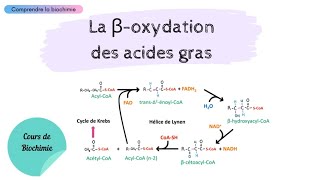 MÉTABOLISME DES LIPIDES  La bêtaoxydation des acides gras  Partie 1  Biochimie Facile [upl. by Anitsugua]