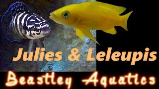 How to keep and breed Neolamprolagus leleupi and Julidochromis transcriptus [upl. by Kalmick]