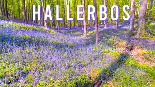 Hallerbos Most Beautiful Bluebell Forest in Belgium [upl. by Halbeib205]