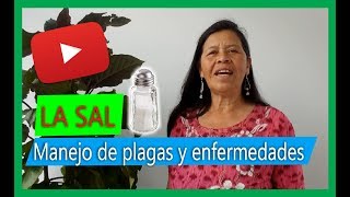 Cómo eliminar las babosas y los caracoles de las plantas 🧐🧐 [upl. by Loram771]