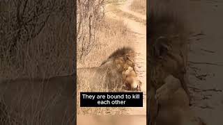 Male lion brutally kills lion cub but female lion is helpless shorts animals [upl. by Ordnas695]