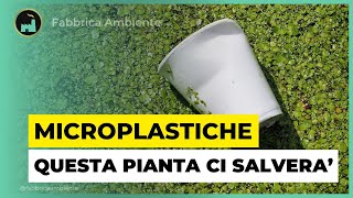 Microplastiche La Minaccia Delle Particelle Sintetiche Risolta O Quasi Con Le Piante Acquatiche [upl. by Shirl]