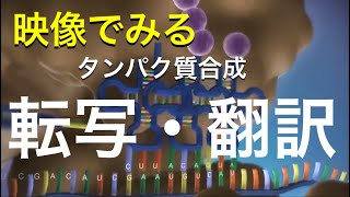 【生物】映像でわかりやすく学ぶタンパク質合成 [upl. by Kistner]