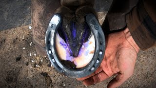 Horse Hoof ABSCESS  How I HELP Him RECOVER  HORSESHOEING [upl. by Naloc]