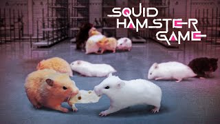 SQUID HAMSTER GAME 8 [upl. by Hemminger]