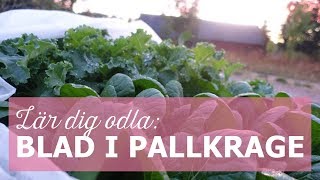 Lär dig odla Blad i pallkrage [upl. by Nosredneh844]