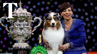 Crufts 2024 results Viking is the Best in Show winner [upl. by Aeiram335]