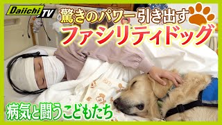 【ファシリティドッグ】国内に4頭のみ 子どもたちから「がんばろう」を引き出す“タイちゃん”に密着 【everyしずおか特集】 [upl. by Dorelle]