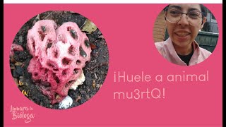 Hongo imita carne animal Clathrus crispus [upl. by Teresina]