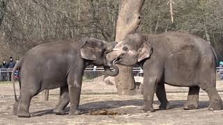 Rundgang durch den Tierpark Berlin Friedrichsfelde aufgenommen 2019  März 2020 [upl. by Rabiah]