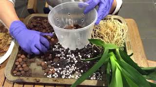 ORCHID CARE How to repot Oncidiums  New Colmanara Oncostele Catatante [upl. by Laurianne]