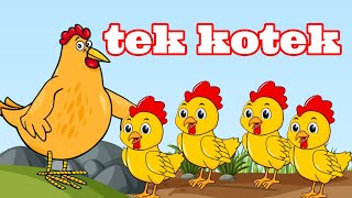 tek kotek  lagu anak indonesia  anak ayam lucu [upl. by Nolek]