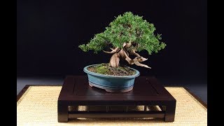 Juniper Procumbens Nana Are Very Popular As Beginner Bonsai Tree [upl. by Tricia908]