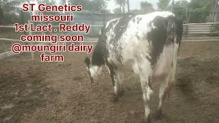 ST Genetics Missouri Daughter 1st lact For Ready to calving Missourisortedsemens [upl. by Stefa]