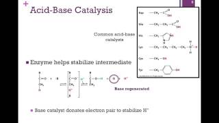 037Catalytic Mechanisms [upl. by Ydnamron251]