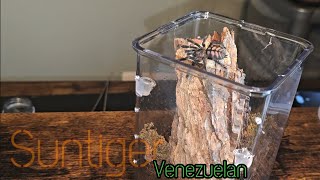 Psalmopoeus Irminia  Venezuelan Suntiger  rehouse [upl. by Nirtiak]