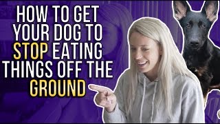 HOW TO GET YOUR DOG TO STOP EATING THINGS OFF THE GROUND [upl. by Lletram]