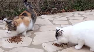 Angelo and Angelina Sicilian stray cats eating together Angelo makes his cute chirping meows [upl. by Neelie]