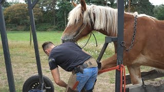 a young farrier does excellent and fast work [upl. by Anilatak]