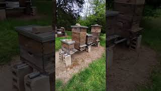 LIVE  Eclipse in the Bee Yard 2024 WHAT HAPPENED Was VERY Cool eclipse beekeeping [upl. by Adla]