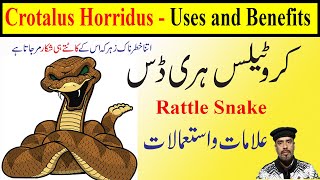 Crotalus Horidus 30 200 1M1000 homeopathic medicine uses in HindiUrdu  rattlesnake Homeopathy [upl. by Siramed]