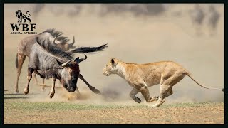 Insane Moments Lion Overpowered by Ferocious Wildebeests And Only 2 Legs Left  Animal Attacks [upl. by Esiole198]