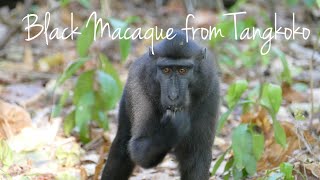 Black Macaque from Tangkoko  North Sulawesi Indonesia [upl. by Enyamrahs]