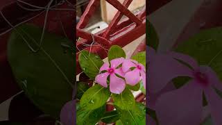 Mandevilla flower in my terrace garden 🙏🙏🙏🙏 [upl. by Anytsyrk]