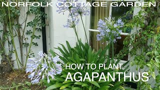 How to Plant Agapanthus [upl. by Tabbie539]