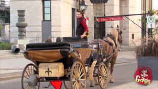 Horse Drawn Carriage Driver Hits Sign [upl. by Ellehsar934]