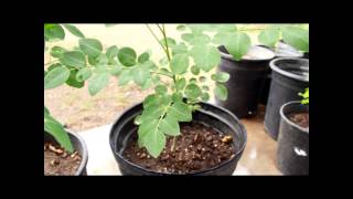 Moringa Stenopetala vs Moringa Oleifera [upl. by Cyma929]