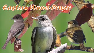 Facts about the Eastern WoodPewee [upl. by Latsyrk]