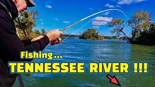 Fishing WHEELER LAKE on the TENNESSEE RIVER with LIVE MINNOWS [upl. by Rolecnahc]