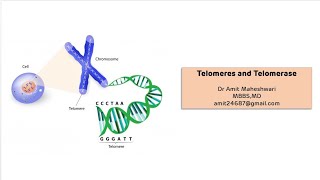 Telomeres and Telomerase  End Replication Problem in Eukaryotes [upl. by Joey246]