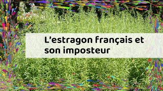 L’estragon français et son imposteur [upl. by Keever]