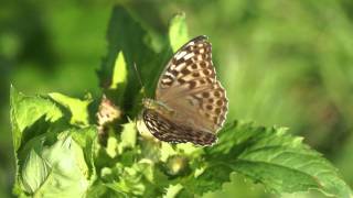 Perleťovec stříbropásek  Argynnis paphia [upl. by Ennyrb]