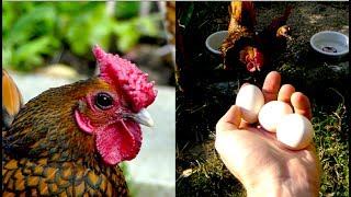 Golden Sebright chickens  rooster hens and eggs of the black laced golden Sebright Huhn [upl. by Norty]