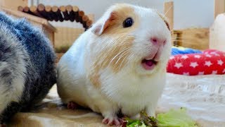 Guinea Pig Floor Time Vlog Squeaking and Popcorning Guinea Pigs [upl. by Aztiley749]