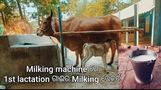 1st lactation ଗାଈ ଦେଉଛି 10 litre କ୍ଷୀର 🥰 pankaj Dairy Farm at Baripada 📞8018001773 [upl. by Cherilyn753]