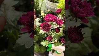 🪴🌹🌱 chrysanthemum newsong bollywood tseries music lovemoves lovedance garden gardening [upl. by Nada354]