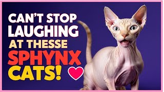 Can’t Stop Laughing at These Sphynx Cats 😂 [upl. by Limann]