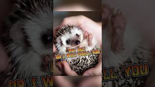 Hedgehog  Prickly Cuteness Attack animalenigmas [upl. by Tjader972]