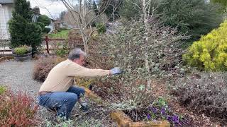 Pruning Butterfly Bush Buddleia [upl. by Olegnaid829]