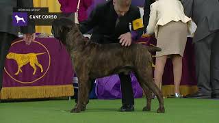 Cane Corso  Breed Judging 2019 [upl. by Irpac]