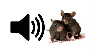 Mouse  Sound Effect  ProSounds [upl. by Anivek852]