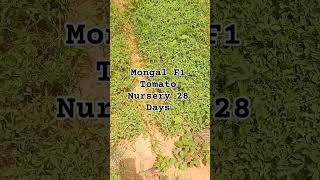 Mongal F1 Tomato Nursery 28 Days aes tomato [upl. by Venetia]