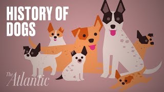 The Origin of Dogs [upl. by Fatimah91]