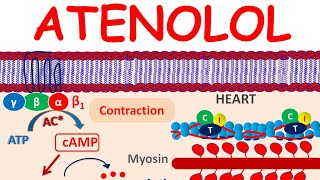 Atenolol a selective Beta blocker  Mechanism precautions side effects amp uses [upl. by Ika]